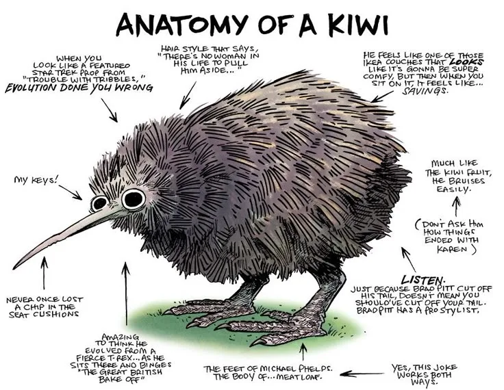 anatomy of kiwi bird