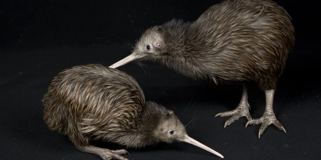 kiwi bird mating