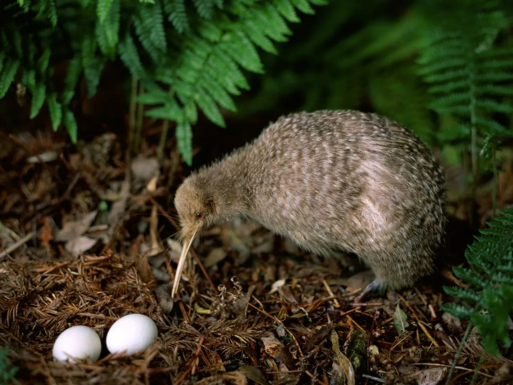 kiwi bird eggs