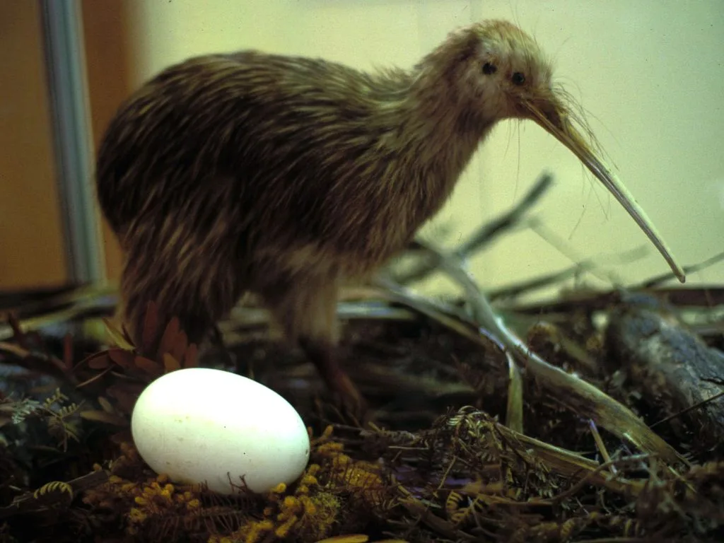 significance of kiwi bird