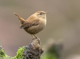 what is the speciality of wren bird