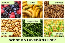 what do lovebirds eat