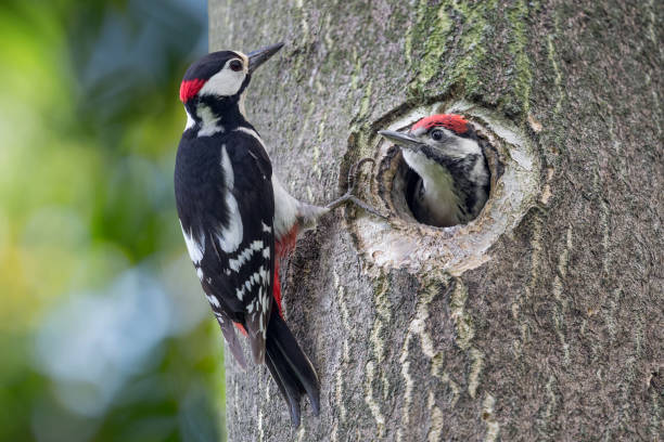 what is the speciality of woodpecker