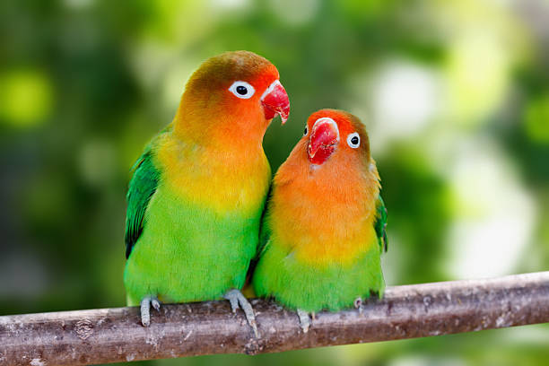what is special about a lovebird