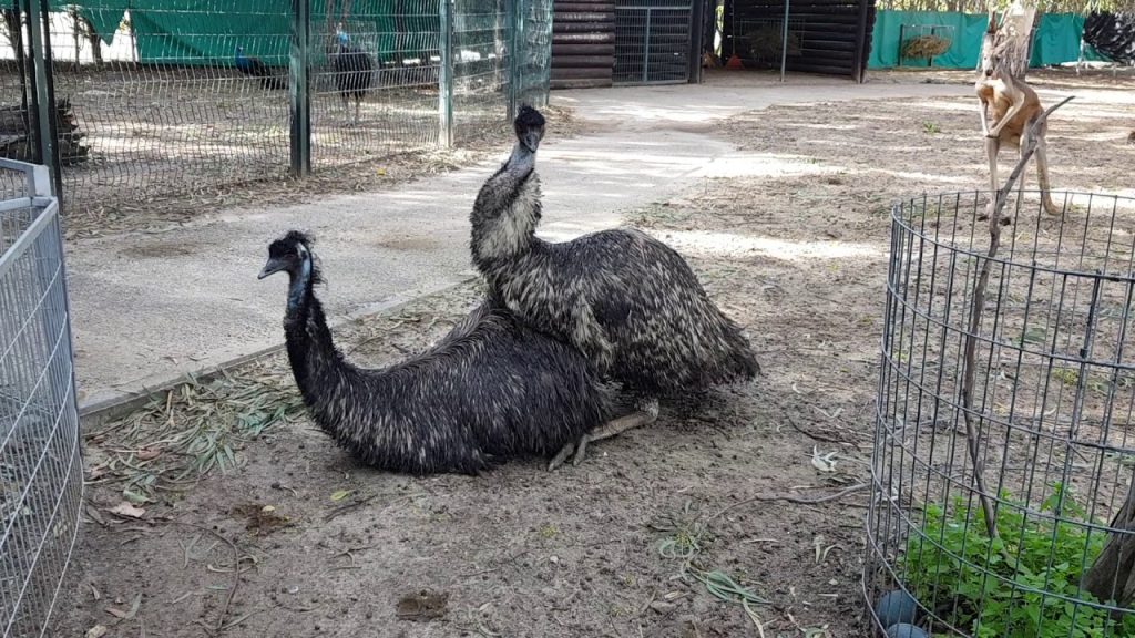 emu mating