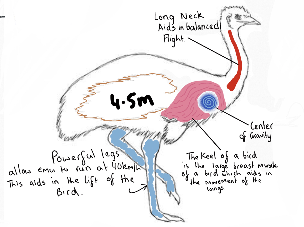 anatomy of emu