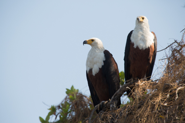 what is the speciality of eagle