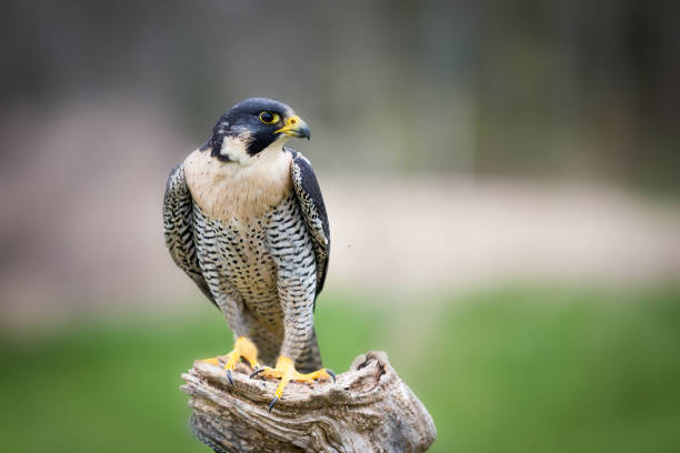 what is the speciality of falcon