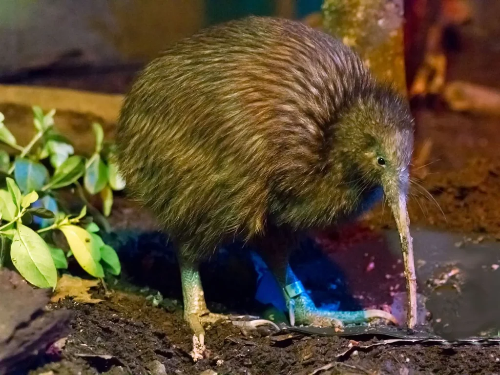 what is the speciality of kiwi bird