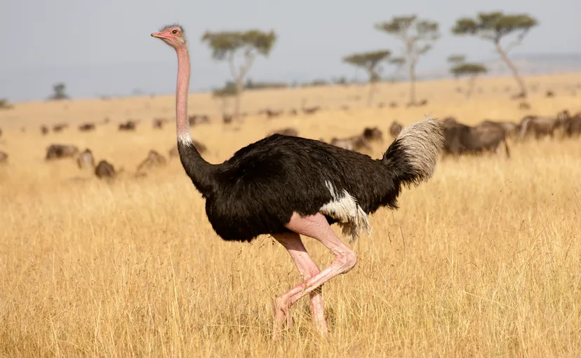 what is special about emu