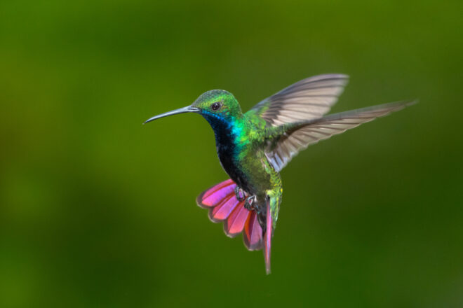 what is the speciality of hummingbird