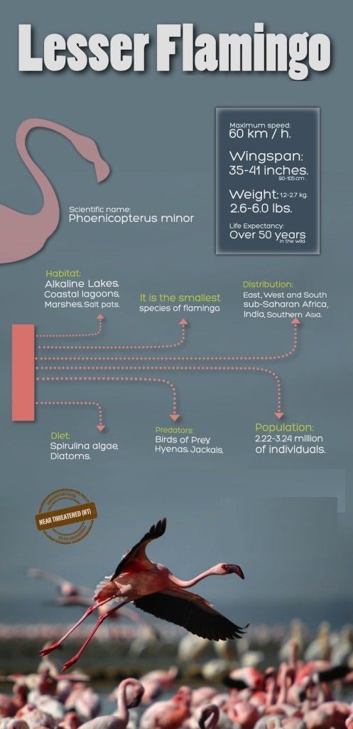 lessser flamingo facts