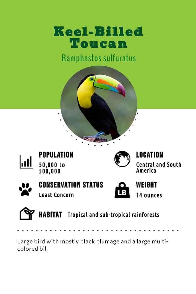 keel beel toucan facts