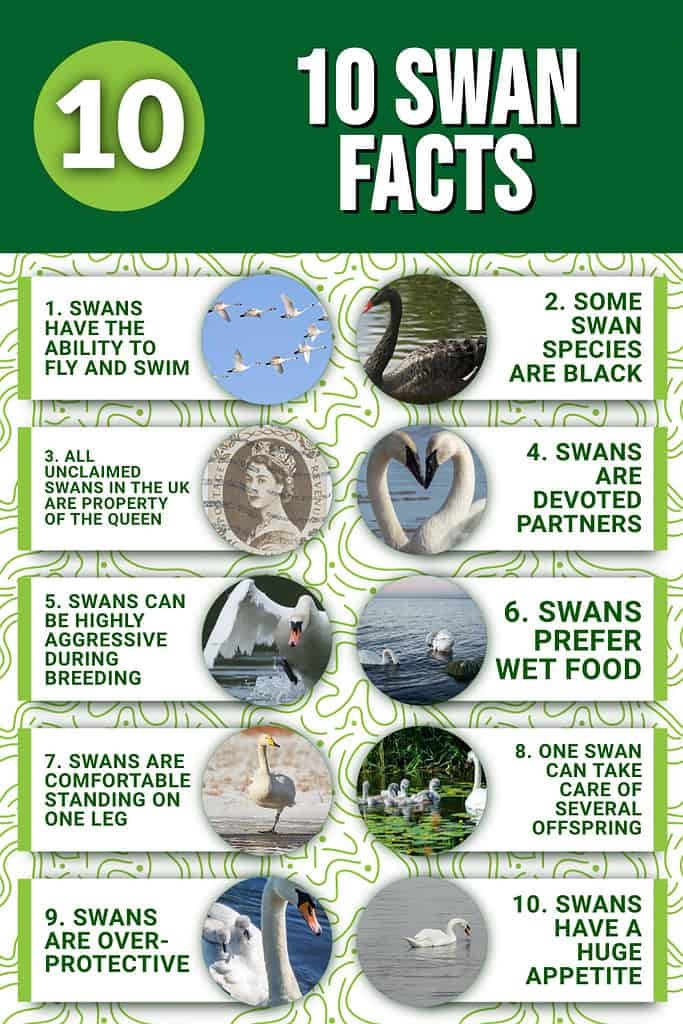fun facts about swan