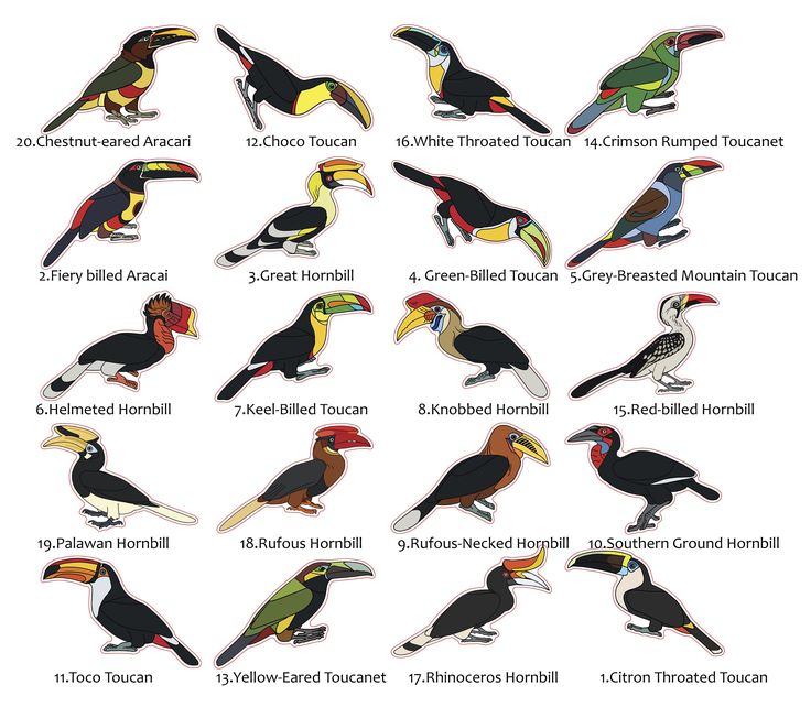 types of toucans