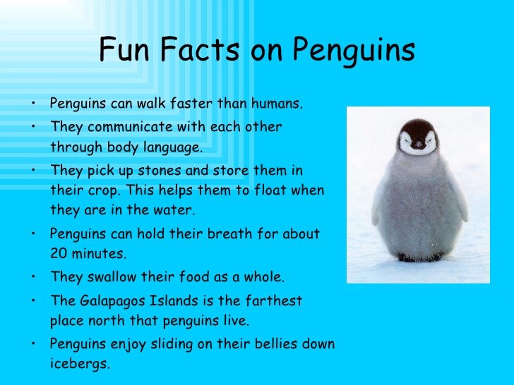 top 10 fun facts about penguin