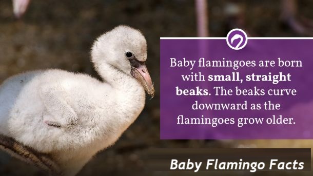 baby flamingo facts