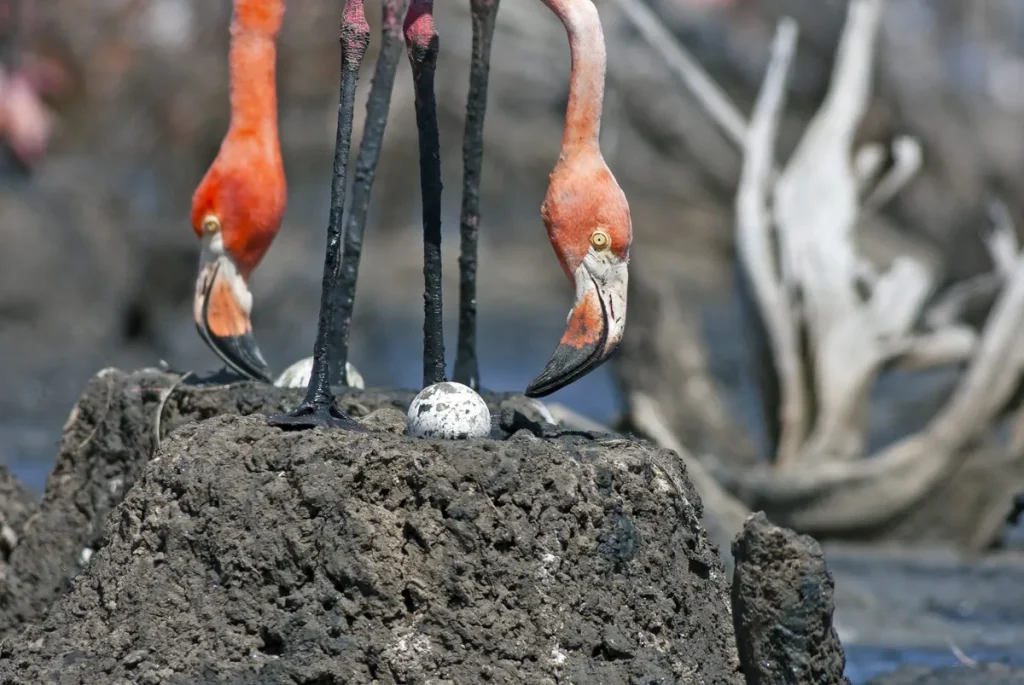 flamingo nesting