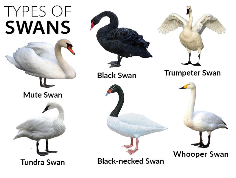 types of swan