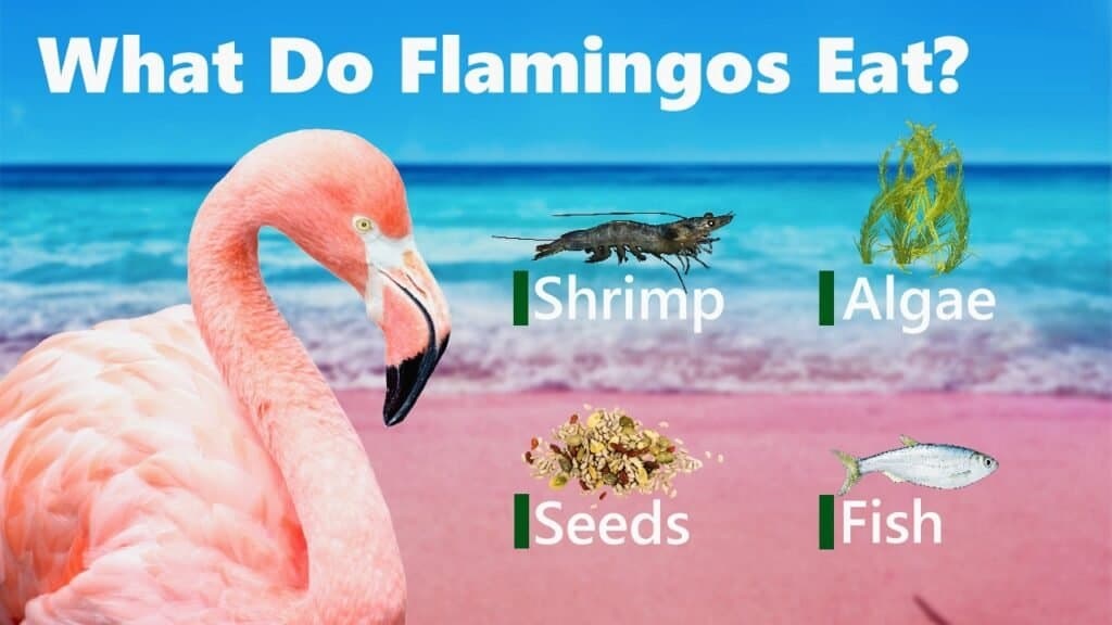 what do flamingos eat