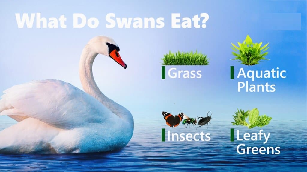 what do swan eat