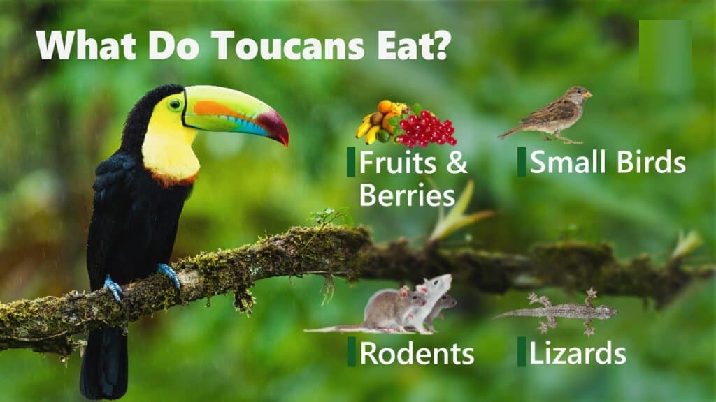 what do toucans eat