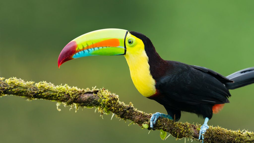 Toucans Facts for Kids