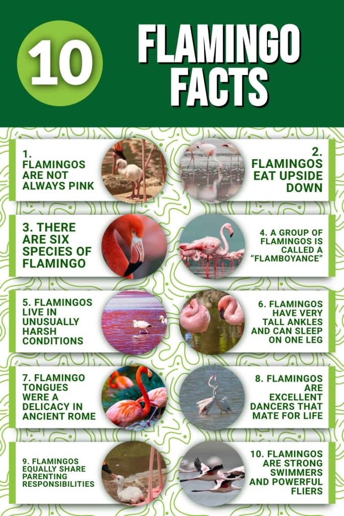 top 10 flamingo facts