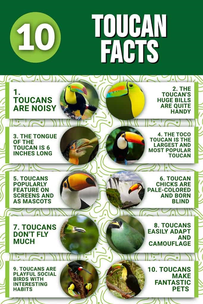 top 10 facts about toucans