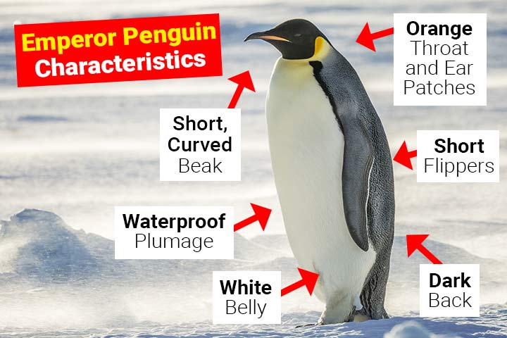 characteristics of emperor penguin
