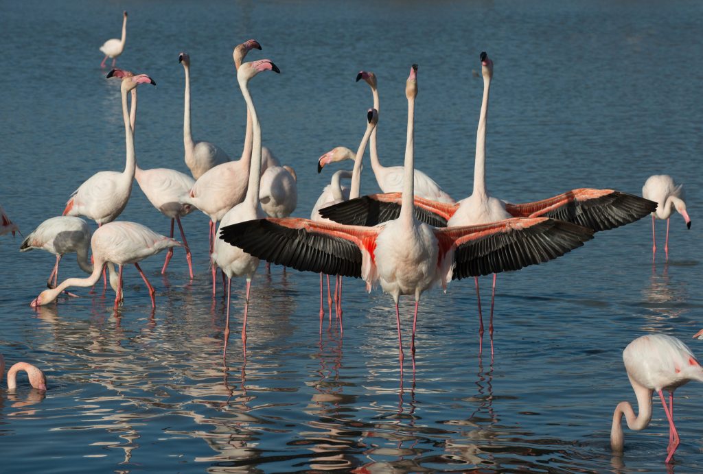 flamingo mating dance