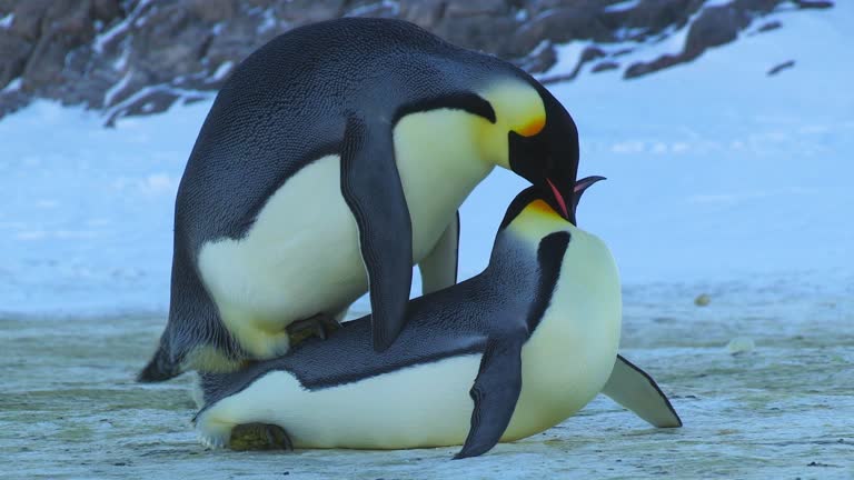 penguin mating system