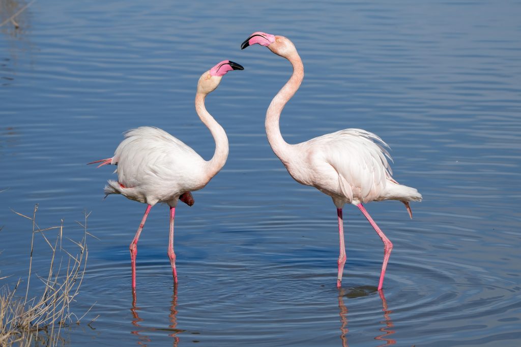 Flamingo Facts for Kids: Speciality of Flamingo