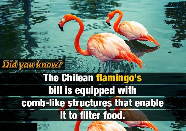 Chilean Flamingo Facts