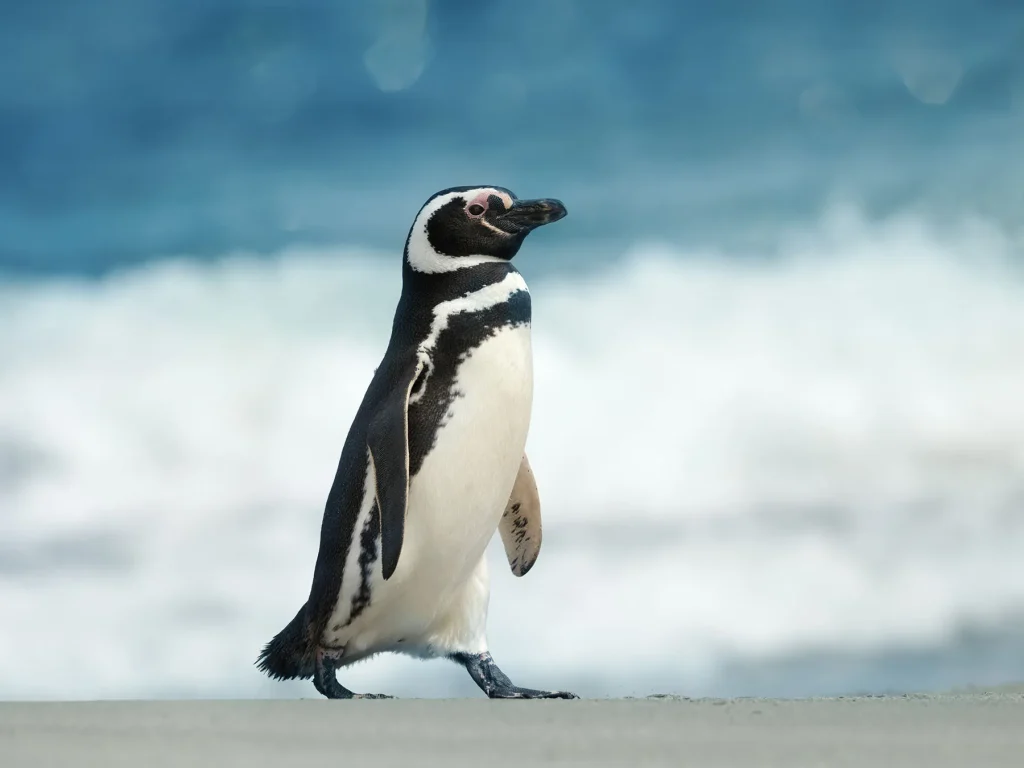 what is the speciality of penguin