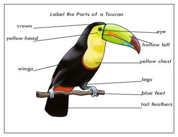 characteristics of toucans