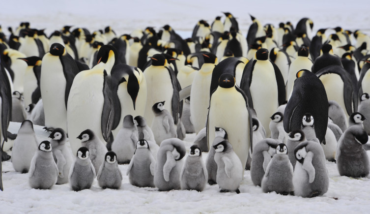 what is special about penguin