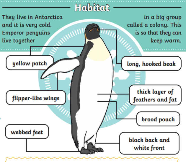 penguin habitat and adaptation