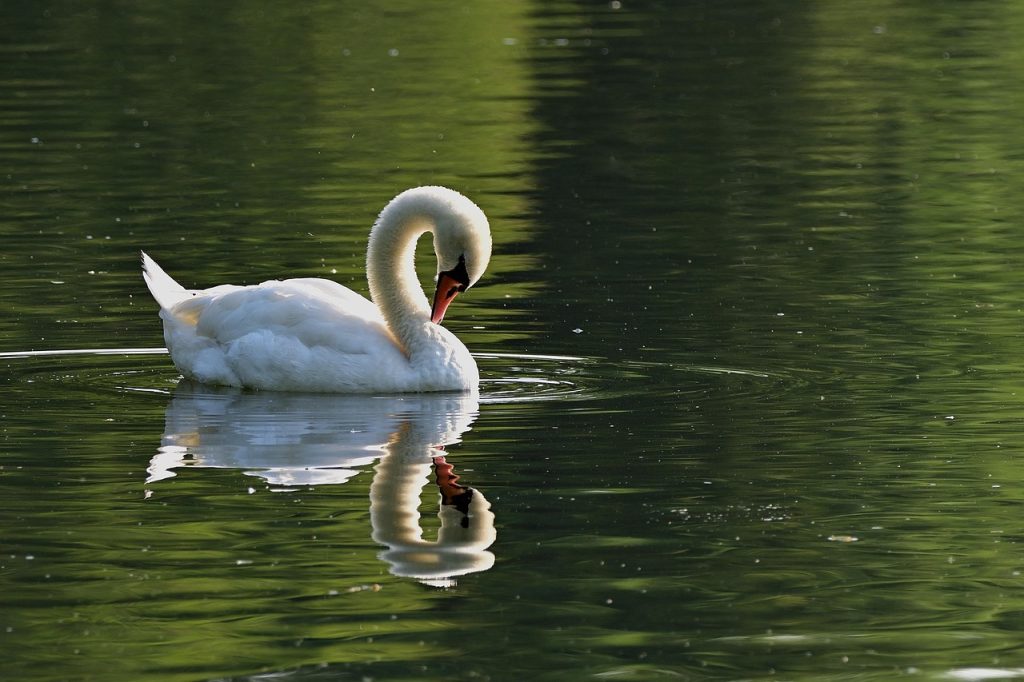 what is the speciality of swan