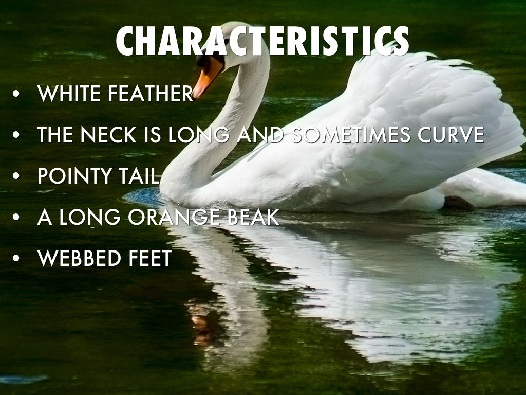 characteristics of swan